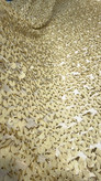 نمای نزدیک رنگ کرم شیری